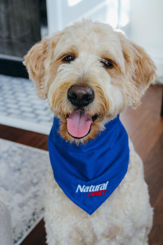 Labradoodle Wearing Natural Light Pet Bandana