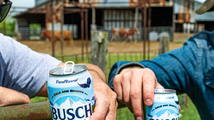Two people holding Busch Light cans in front of a barn with animals.