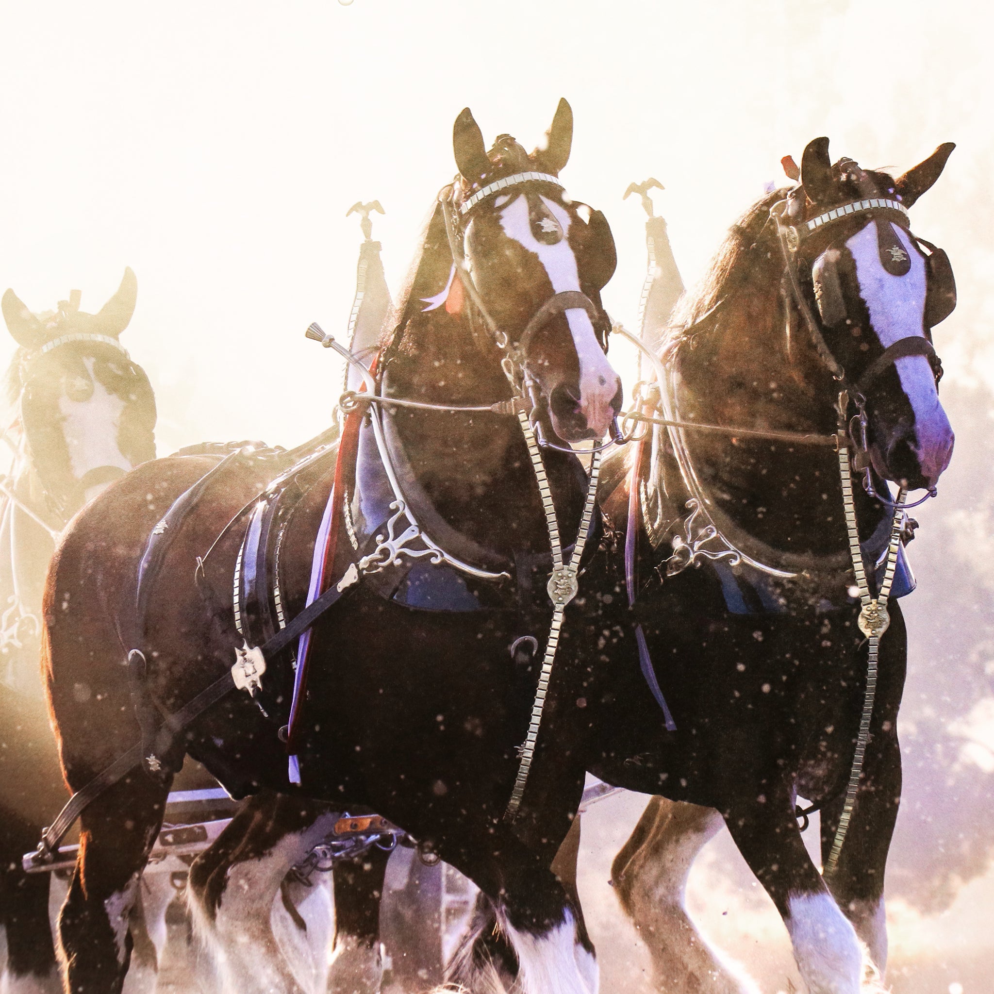 2025 Clydesdale Calendar Budweiser Clydesdale Calendar 2025 Detail1