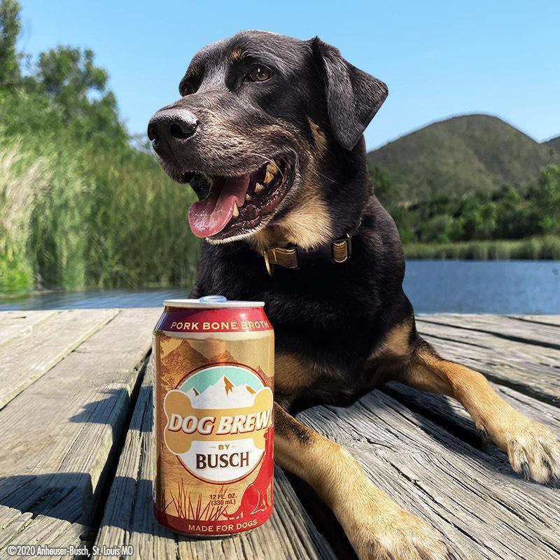 Dog Laying Behind Can of Busch Dog Brew