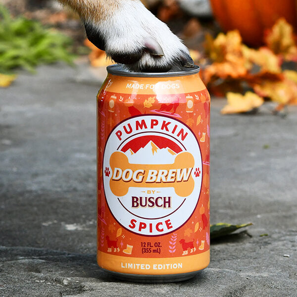 Dog Paw resting on single can of Pumpkin Spice Dog Brew by Busch