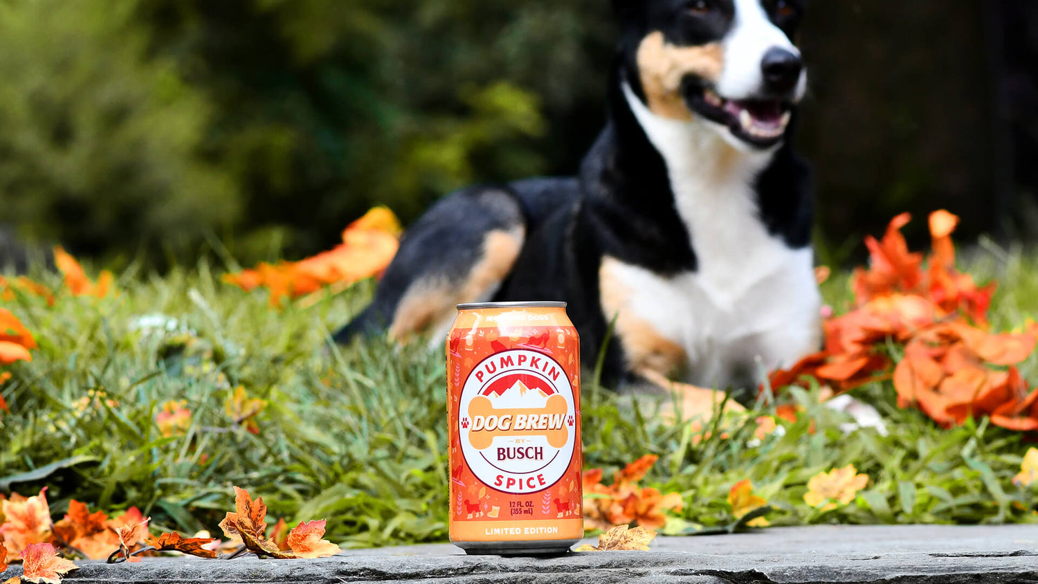 Dog laying in grass near a single can of Pumpkin Spice Dog Brew by Busch